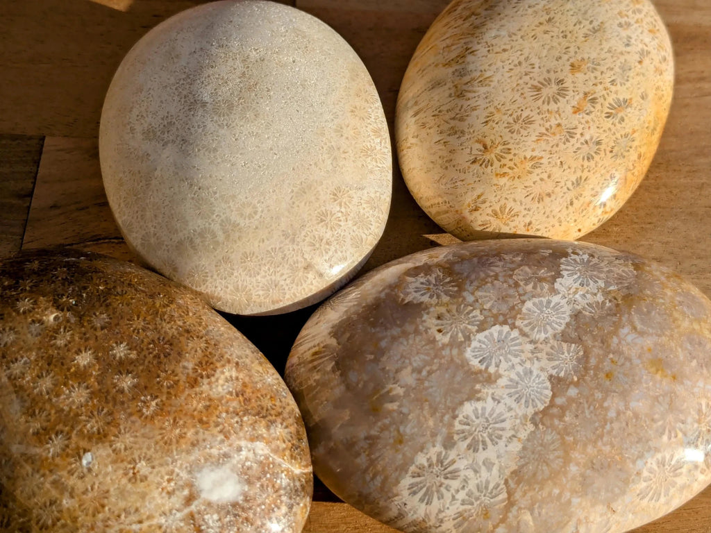 Fossil Coral Palm Stones - You Choose - Collective Awakening