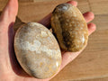 Fossil Coral Palm Stones - You Choose - Collective Awakening