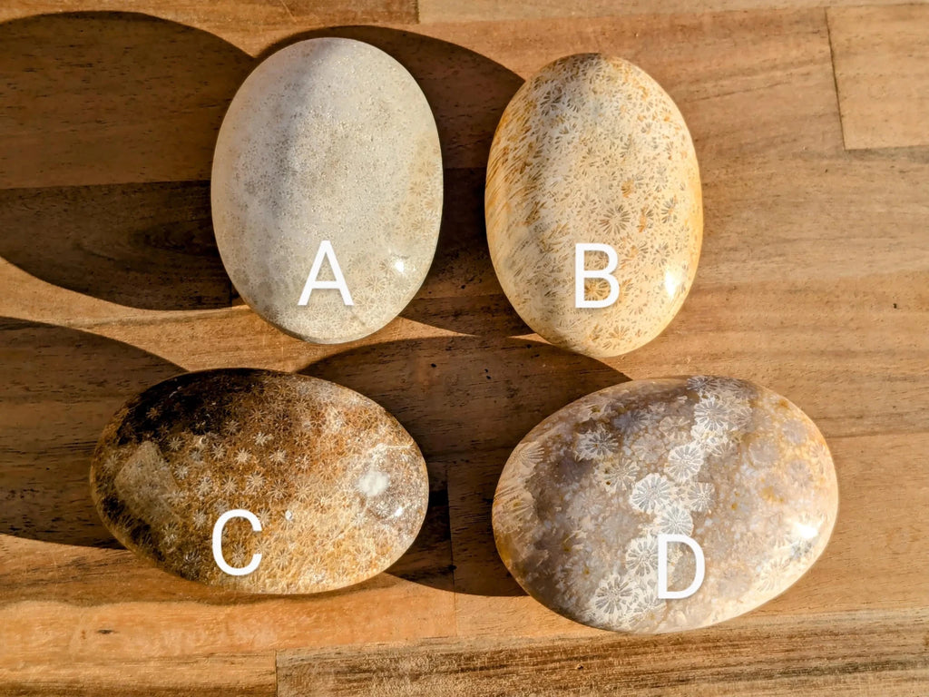 Fossil Coral Palm Stones - You Choose - Collective Awakening