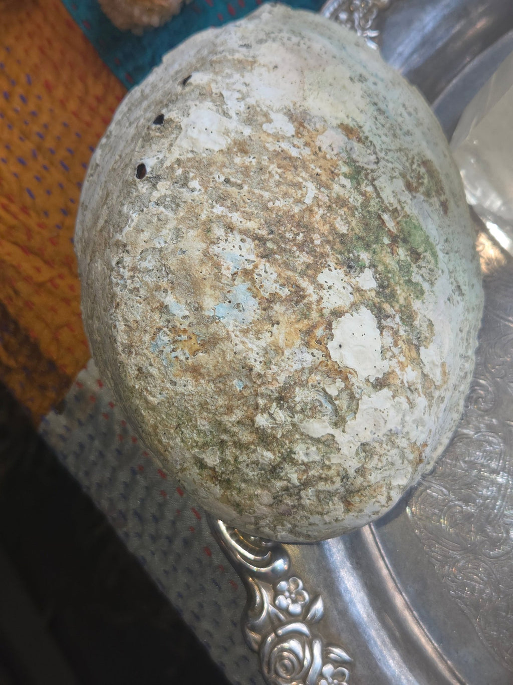 Abalone Shell Smudge Bowl (5–5.5”) - Collective Awakening