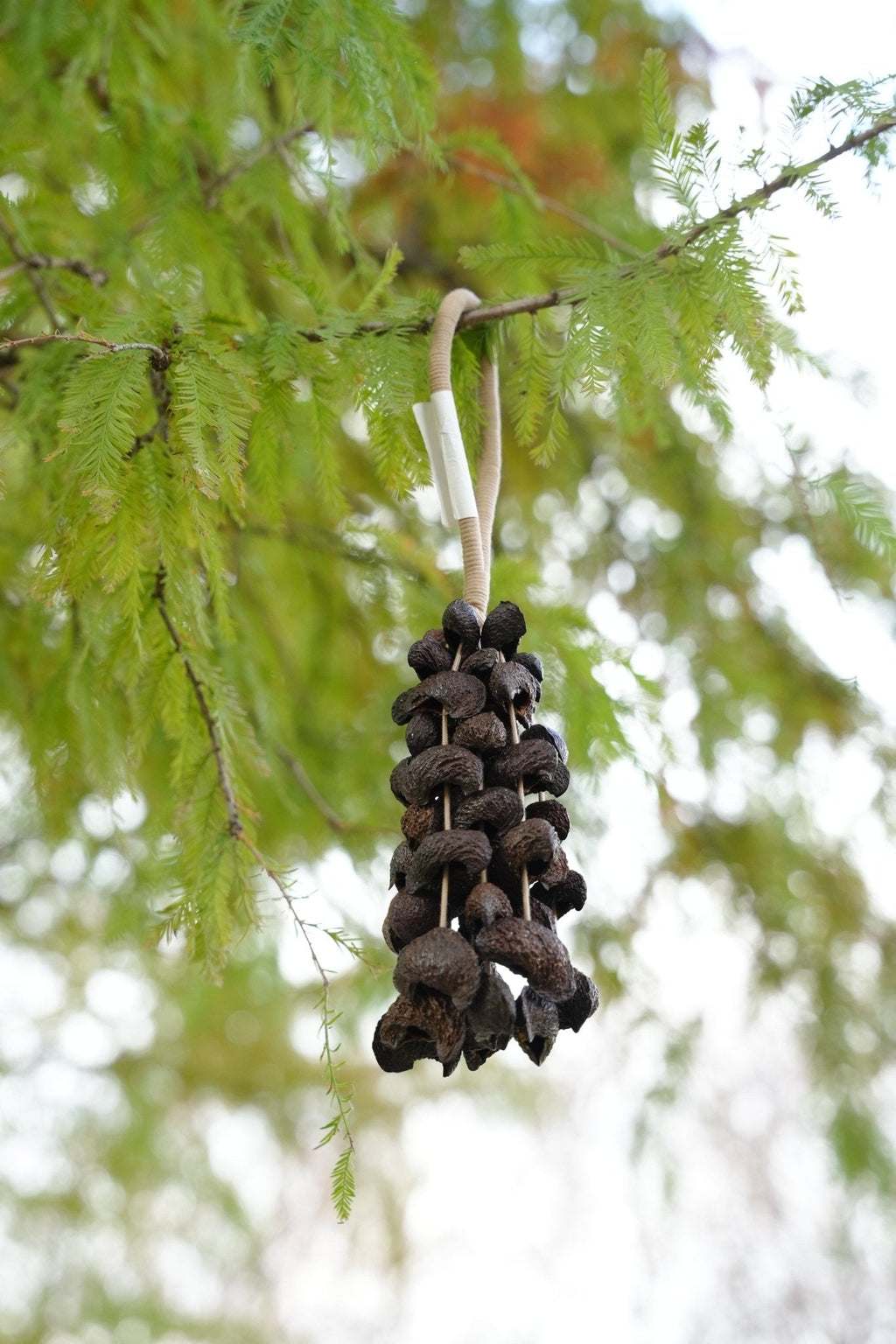 Seed Shaker | Handmade Moonin Seed Shell Hand Bell - Natural Rainforest Decor - Collective Awakening