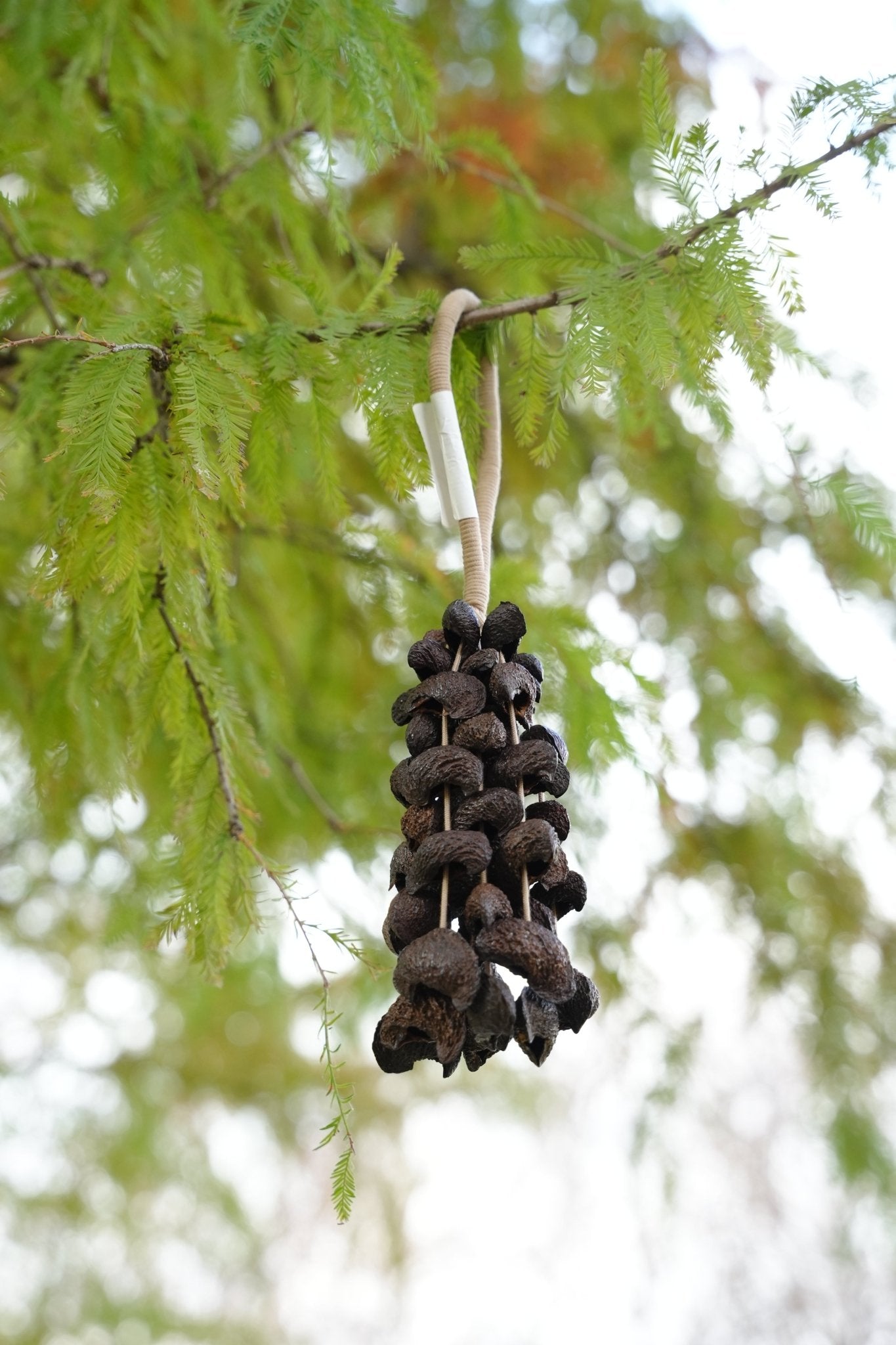 Seed Shaker | Handmade Moonin Seed Shell Hand Bell - Natural Rainforest Decor - Collective Awakening